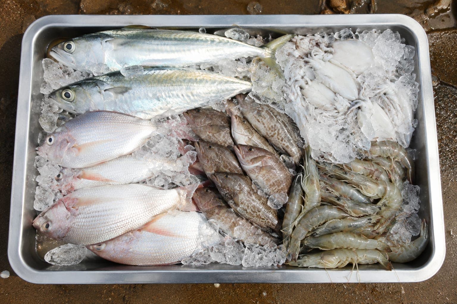 The morning's catch on ice in a steel tray: mackerel, silver whitefish, reef fish, squid and prawns.